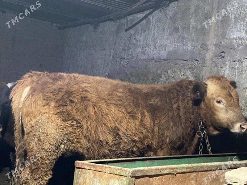 ÖKÜZ - Gökje - img 1