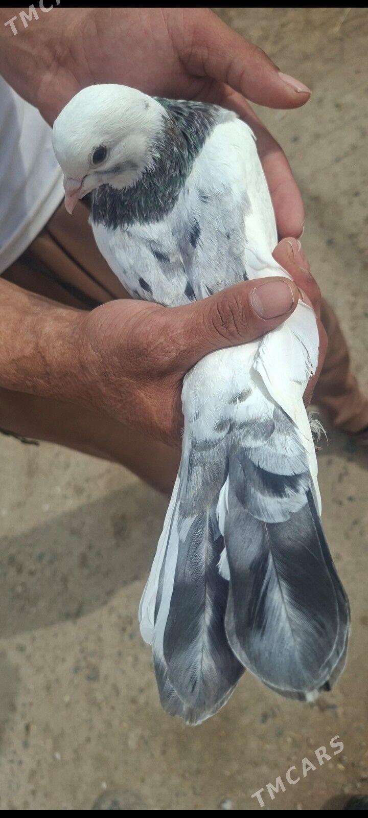 kepderi - Mary - img 1