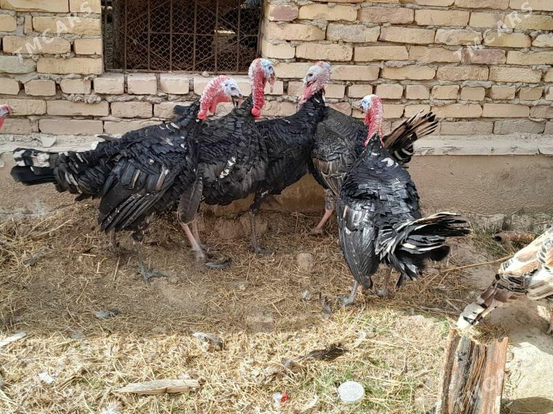 Induk - Saýat - img 1