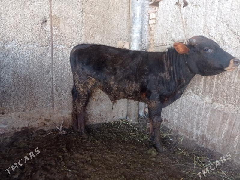 Bakylan öküz - Gurtly - img 1