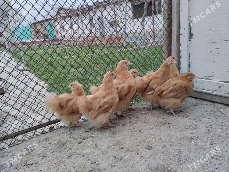 Arpington towuk - Gyzylarbat - img 1