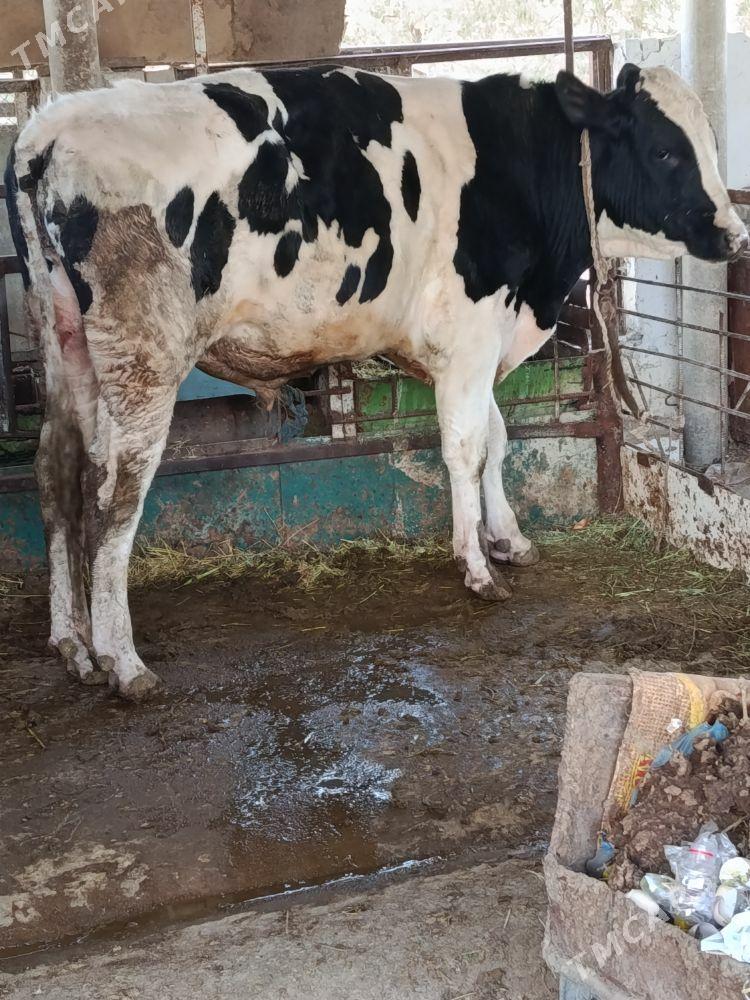 galşteyin öküz - Bäherden - img 1