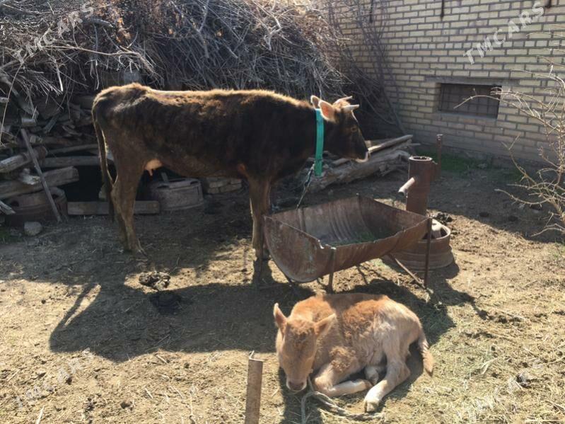 Goleli sygyr - Сакарчага - img 1