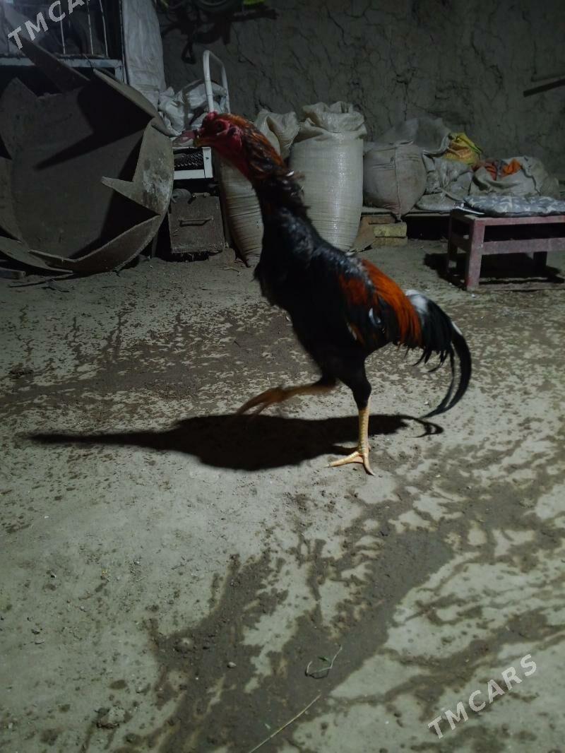 horaz - Фарап - img 1