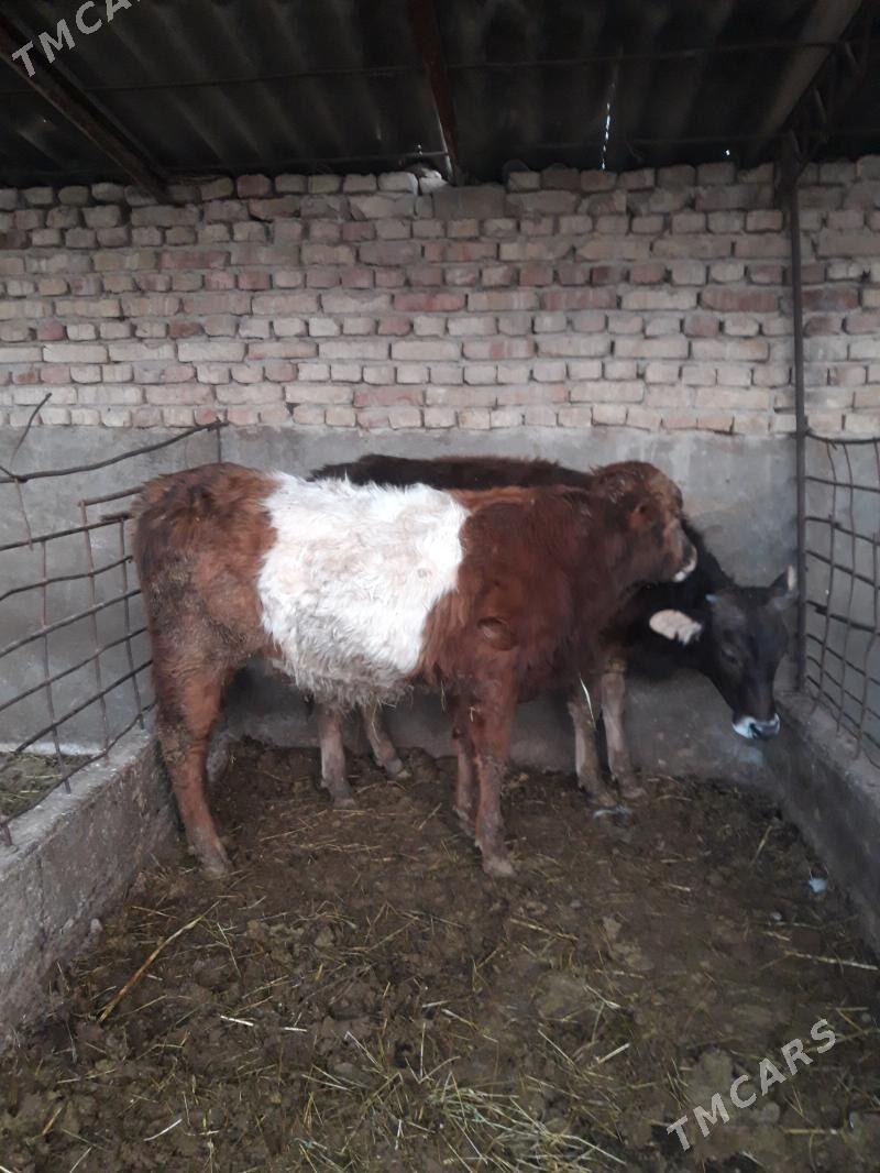 окуз - Kaka - img 1