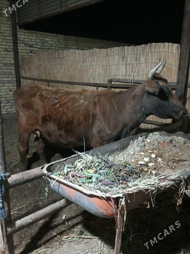 goleli sygyr - Wekilbazar - img 1