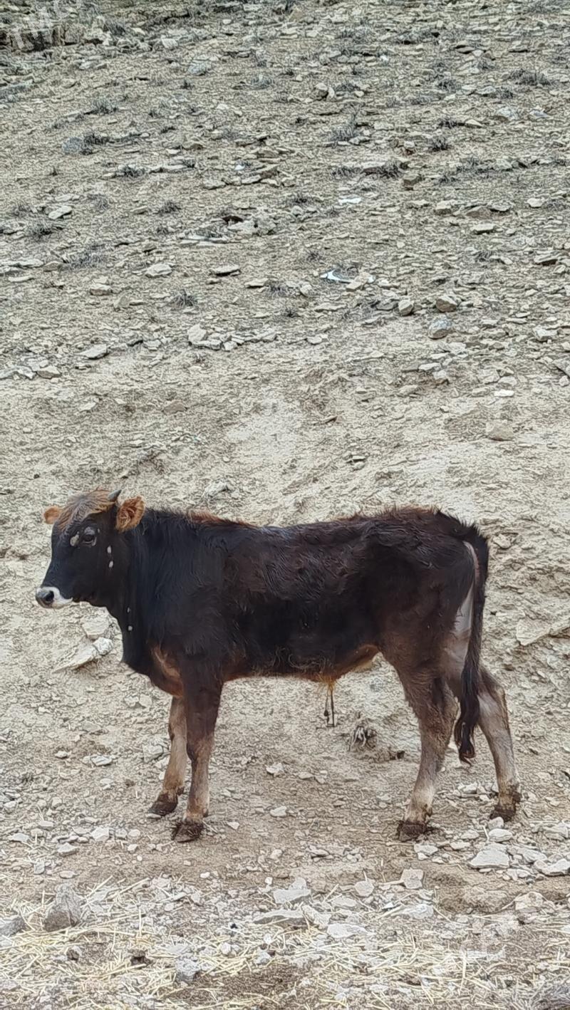 okuzce - Балканабат - img 1