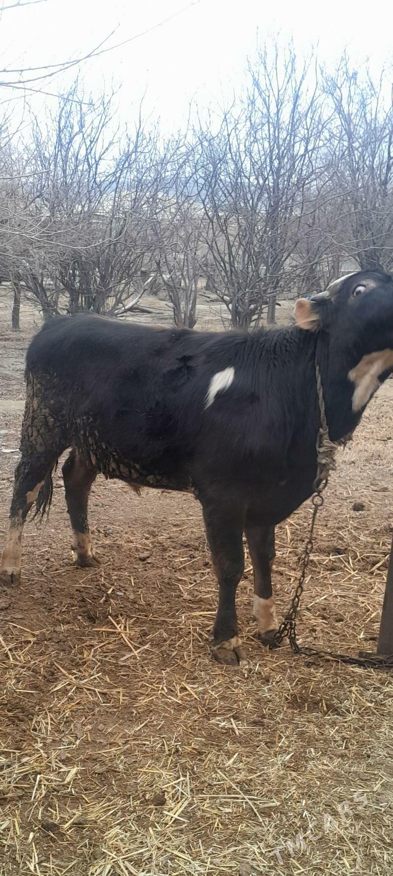 ökūz. - Бахарден - img 1