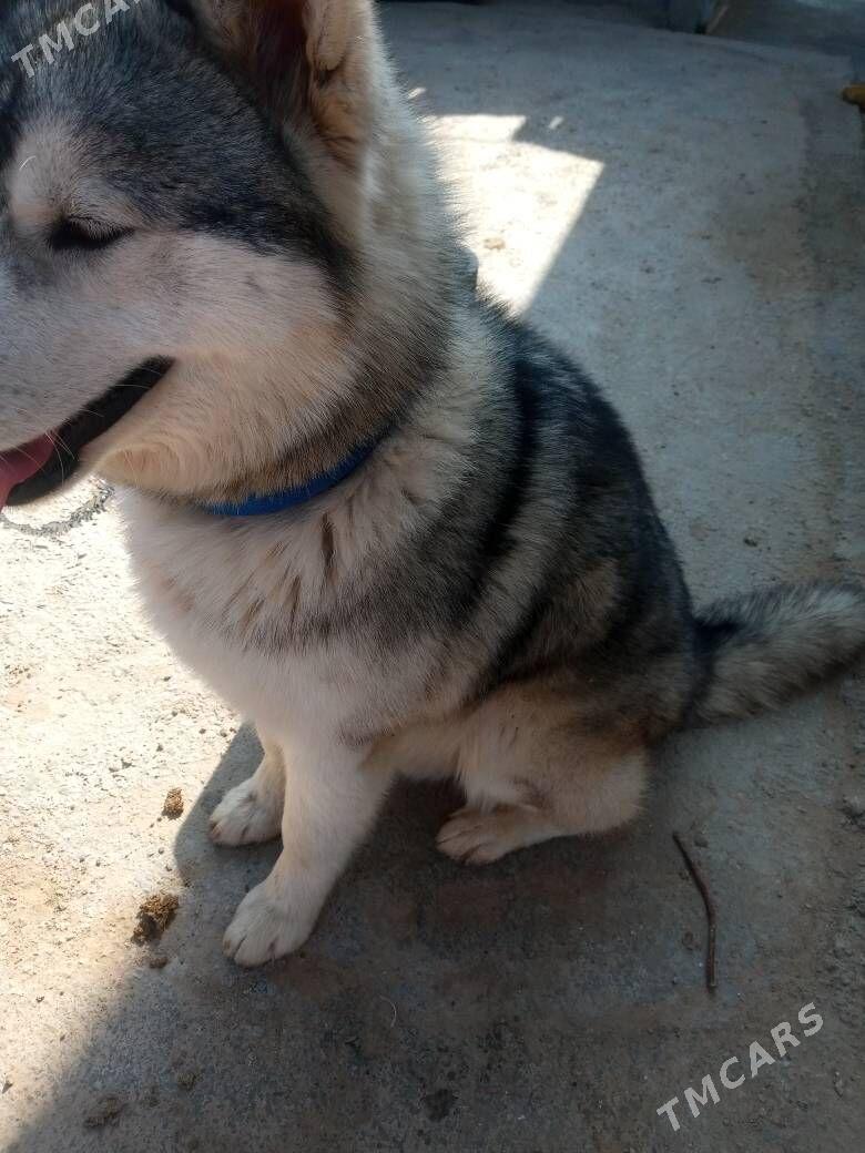 🦮🦮🦮🦮 - Mary - img 1