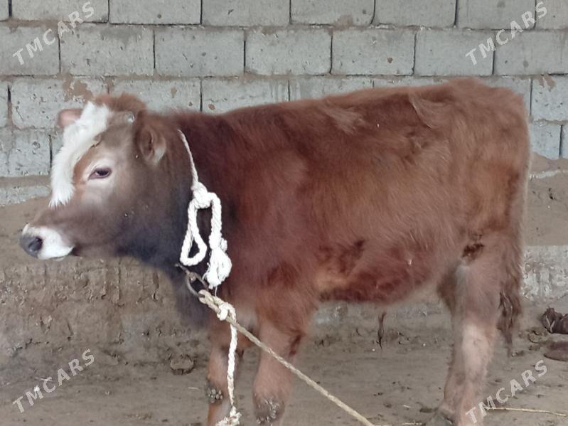 Simental öküz - Гёкдепе - img 1