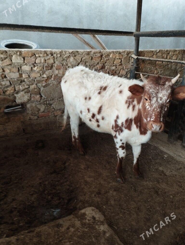 гачар - Balkanabat - img 1