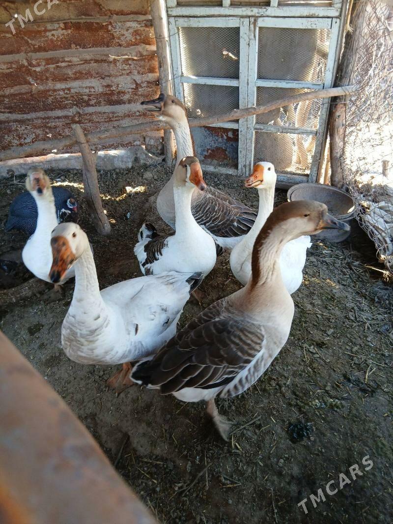 gaz - Чарджоу - img 1