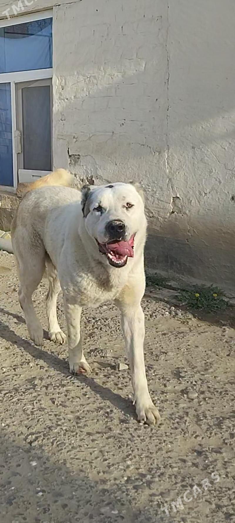 Turkmen Alabayy - Tejen - img 1