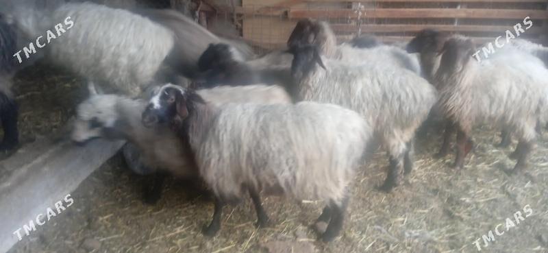 Bakylan işşek - Гёкдепе - img 1