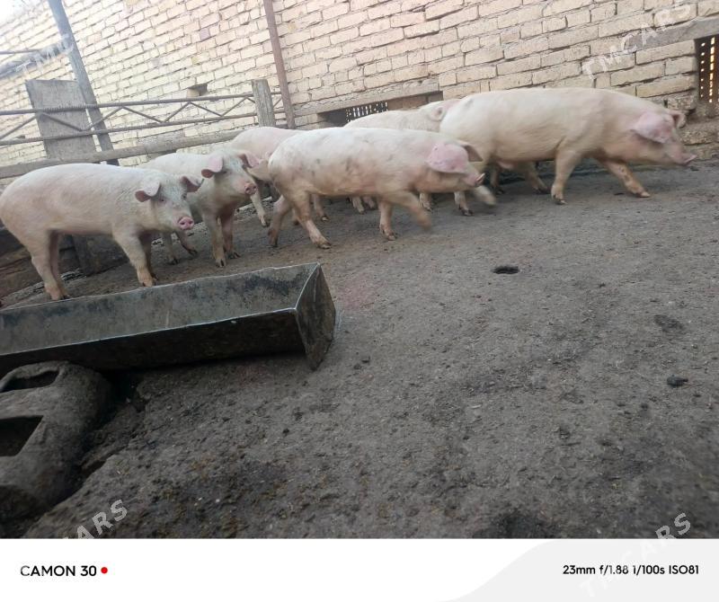 donuz - Чарджоу - img 1