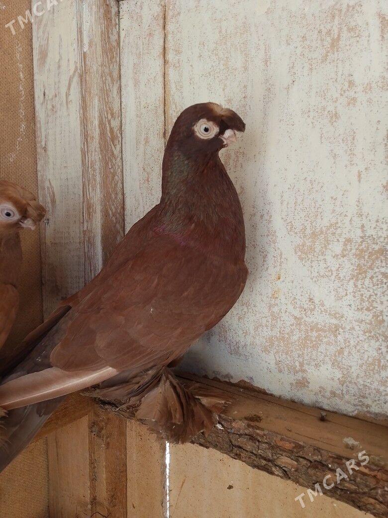 krnos kepderi - Байрамали - img 1