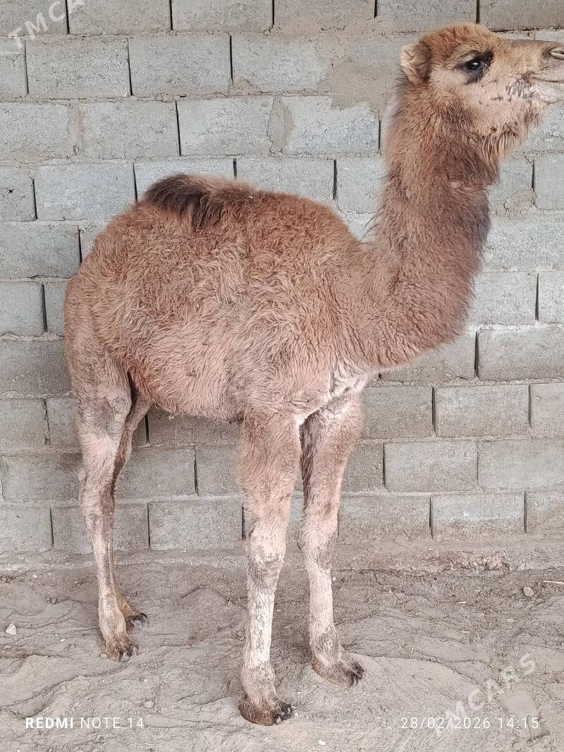 torym - Балканабат - img 1