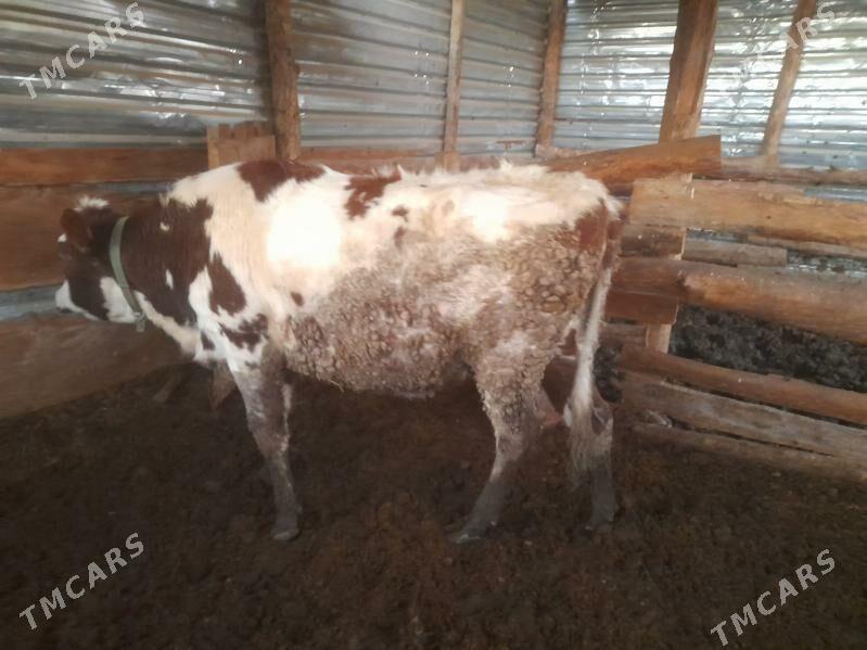 satlik mallar - Туркменабат - img 1