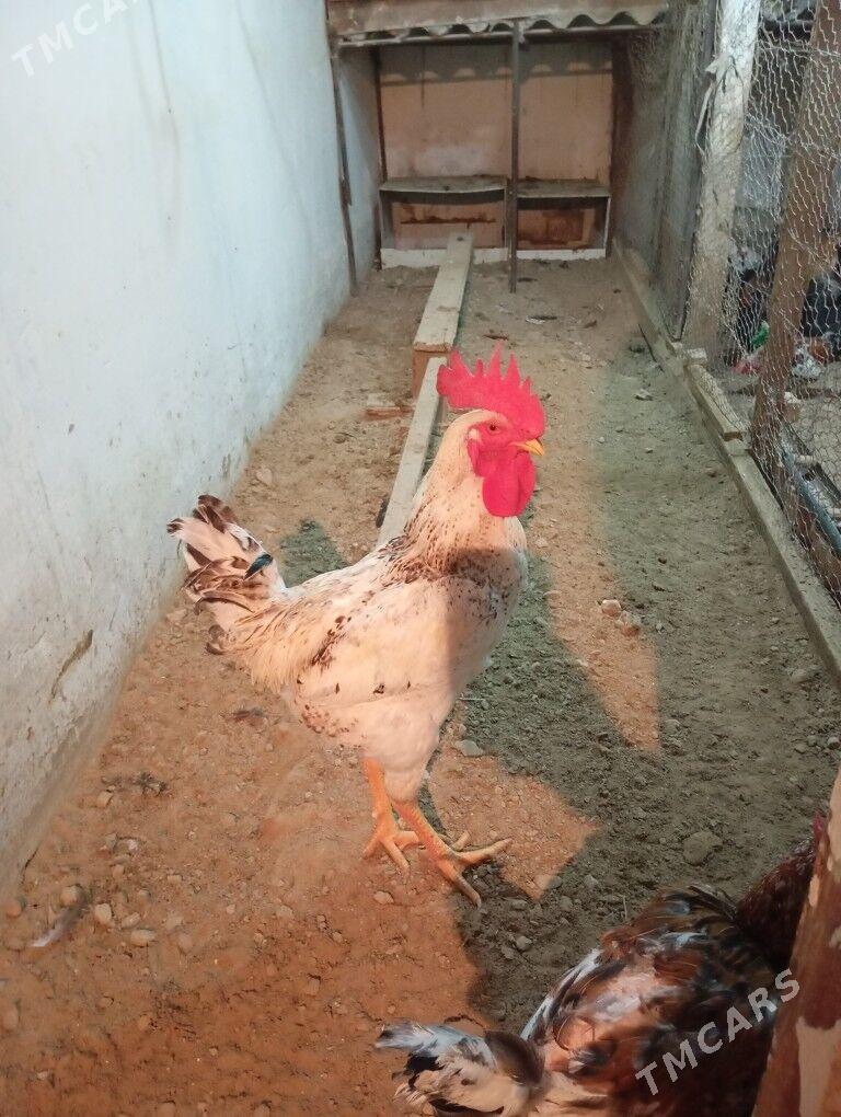 armiyan towuk - Балканабат - img 1