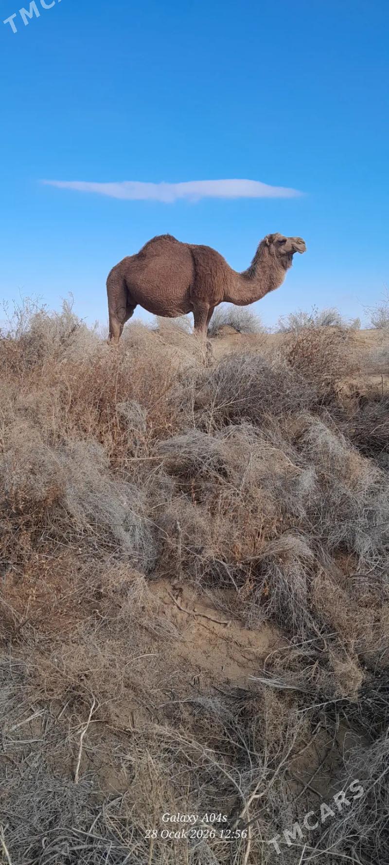 düỳe. - Чоганлы - img 1