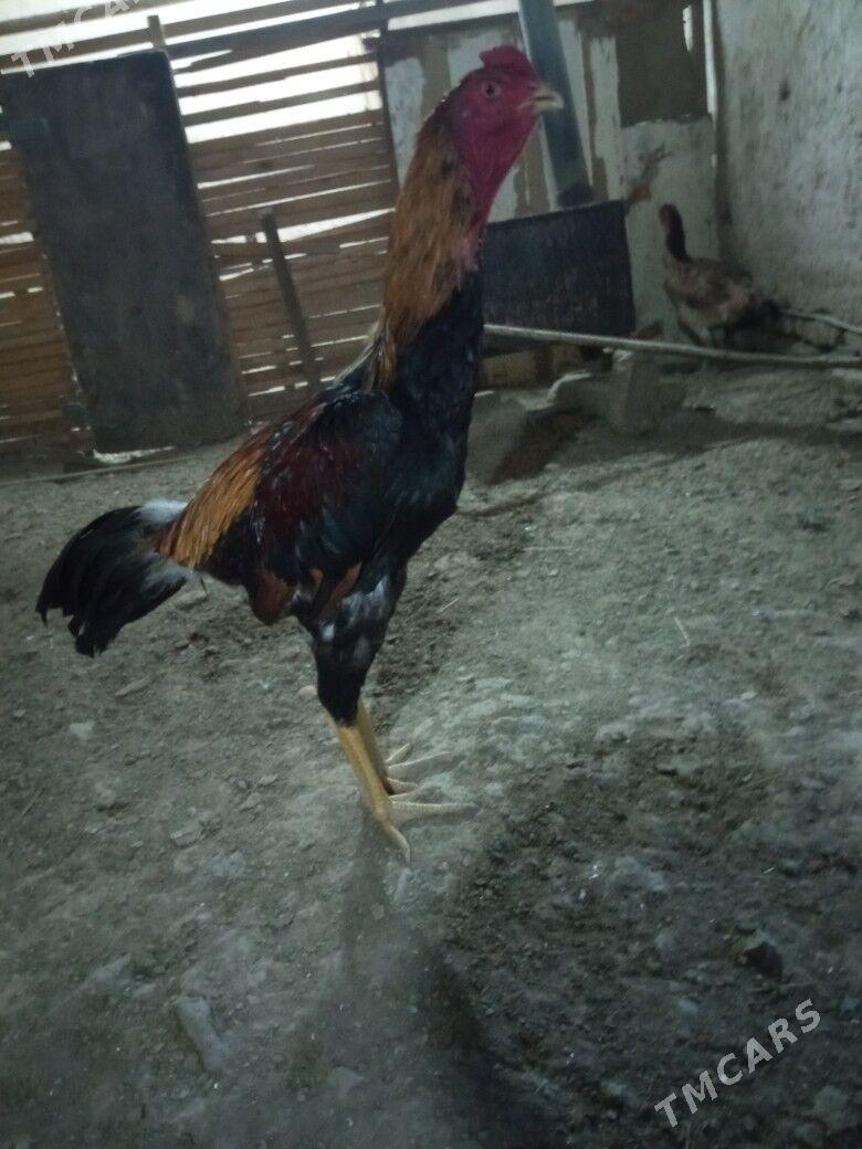 horaz - Акдепе - img 1