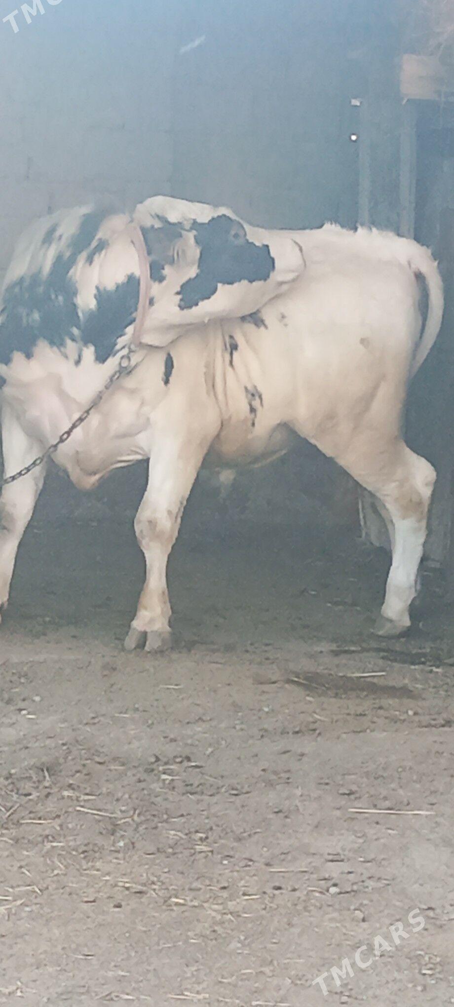 öküz - Magtymguly - img 1