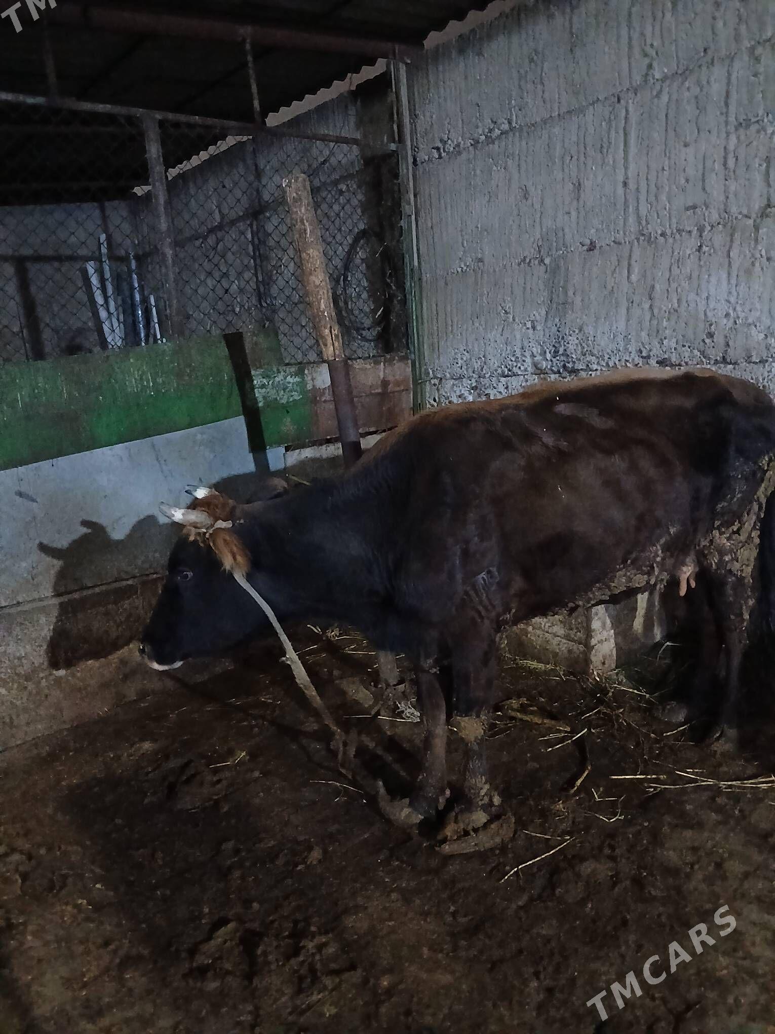 sygyr - Бузмеин - img 1