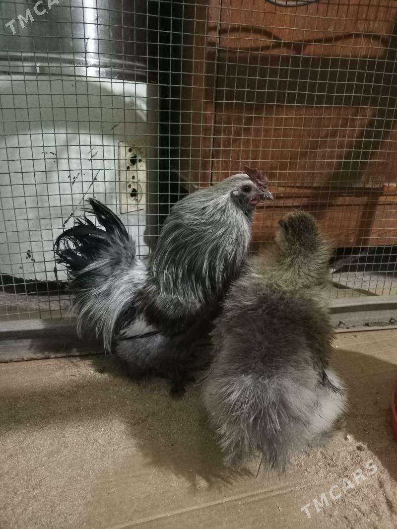 Yaponcik tosan toylije - Чарджоу - img 1