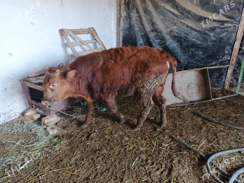 OkuzOkuz - Türkmenabat - img 1