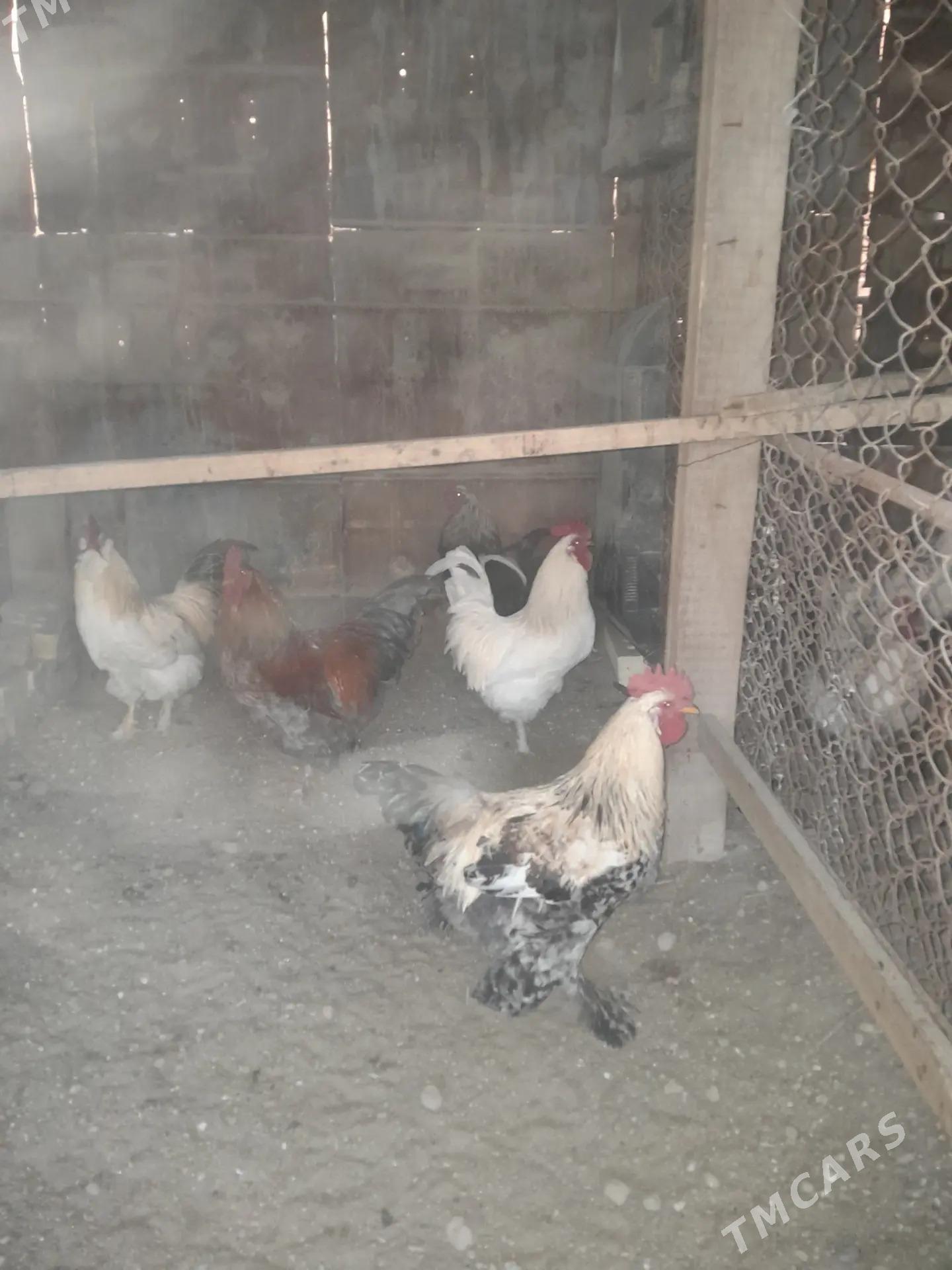 troyka horozlar - Mary - img 1