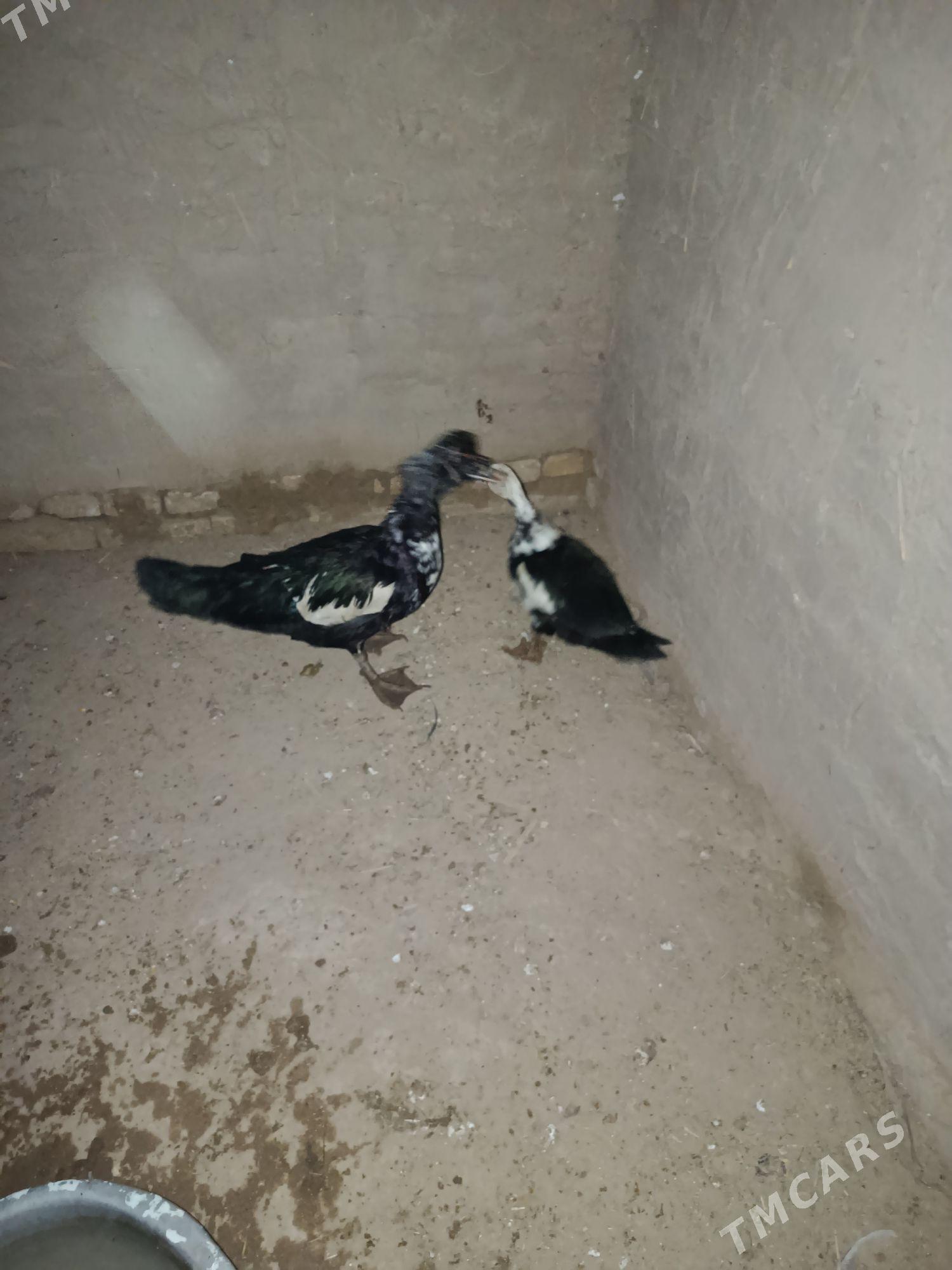 Indautga ordek - Murgap - img 1