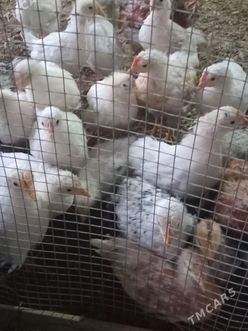 towuk juje - Мары - img 1