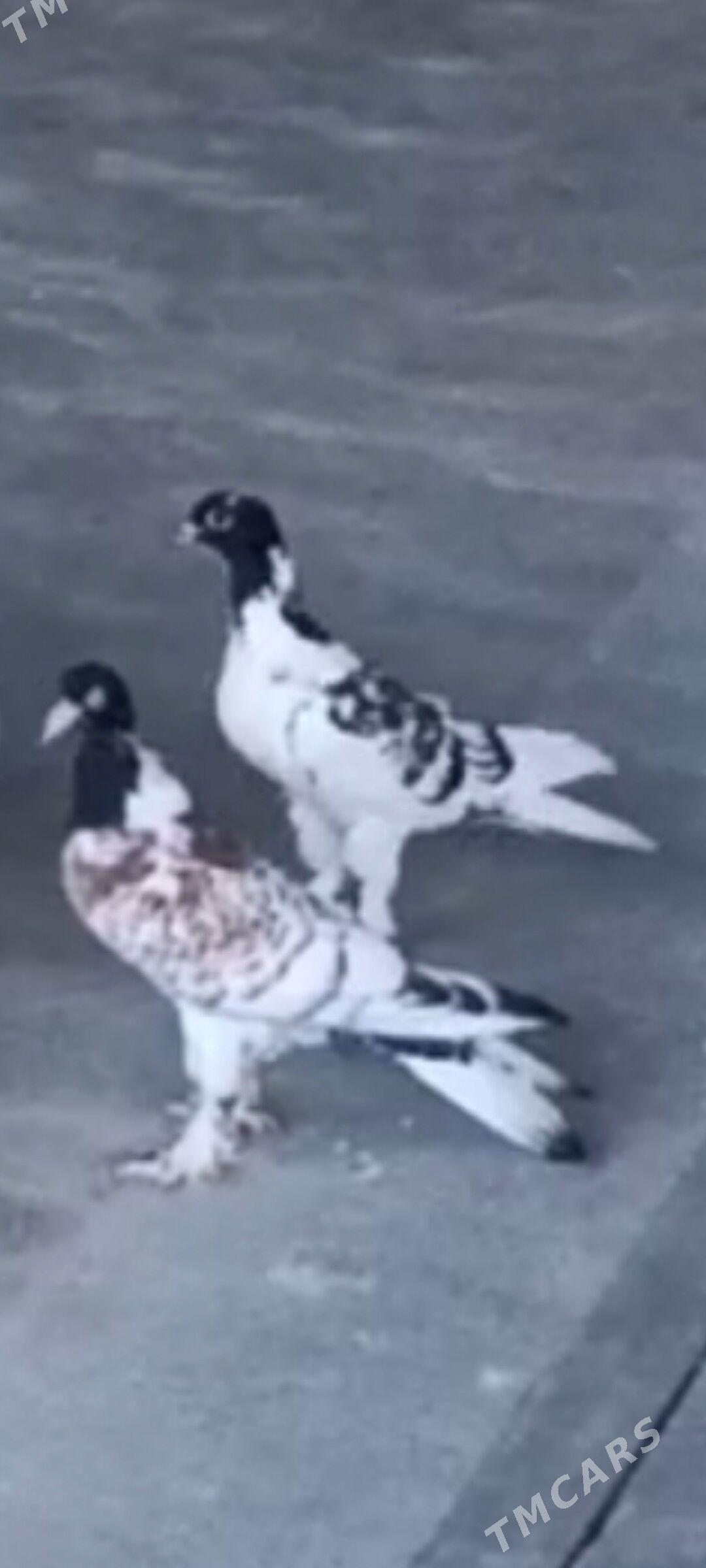 kepderi - Mary - img 1