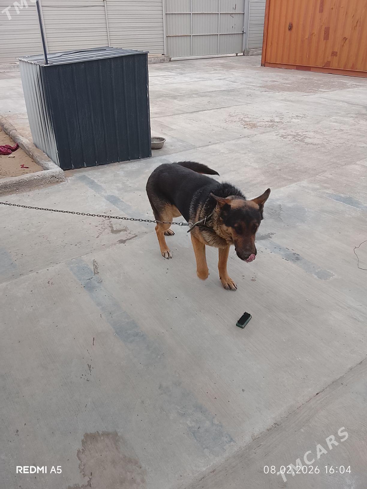 собака - Чарджоу - img 1