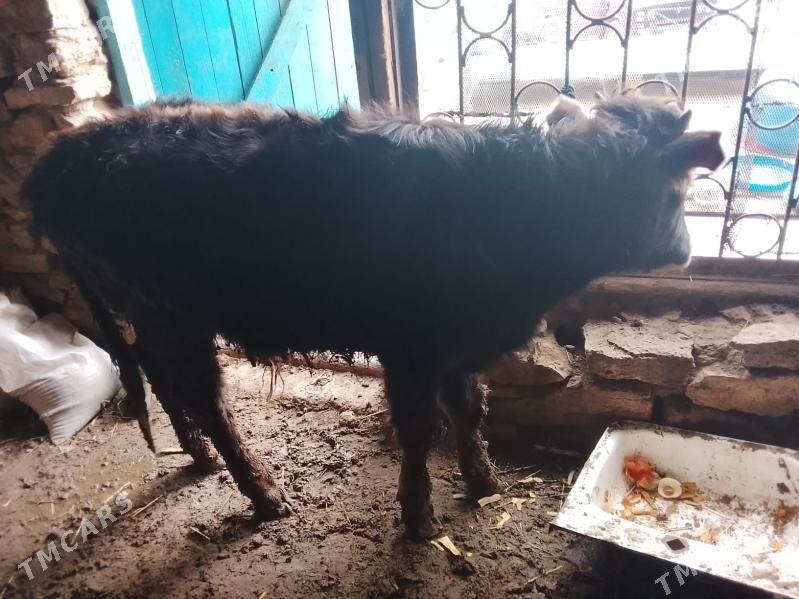 okuz - Gyzylarbat - img 1