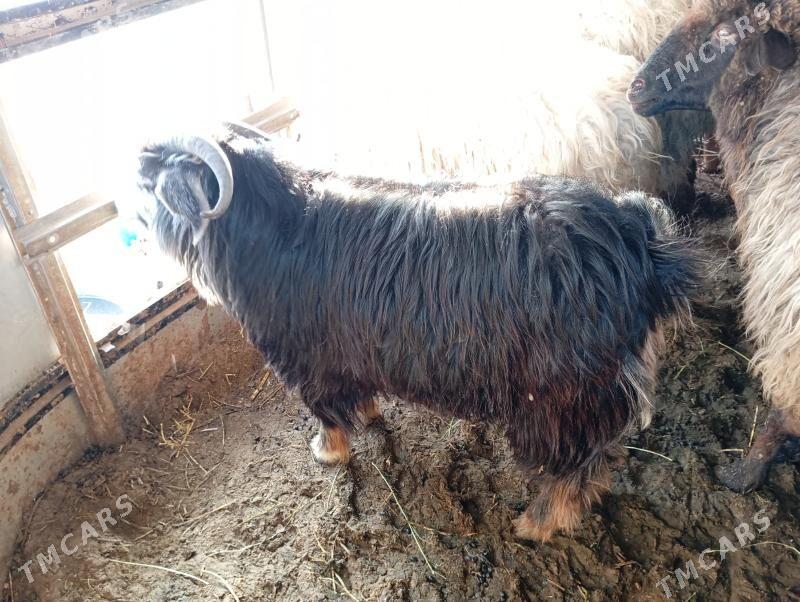 geci teke - Çoganly - img 1