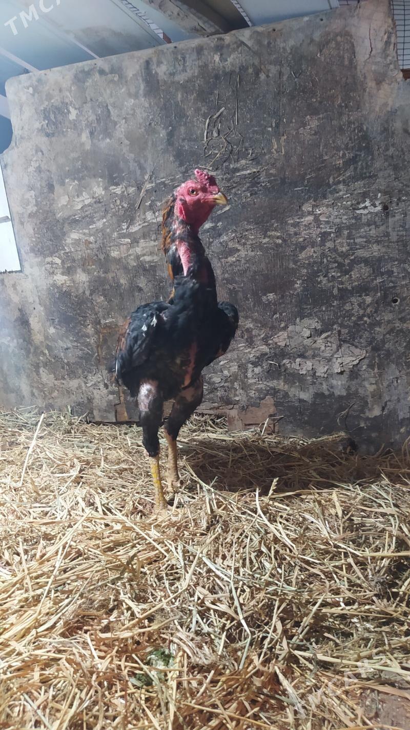 paroda horaz - Daşoguz - img 1