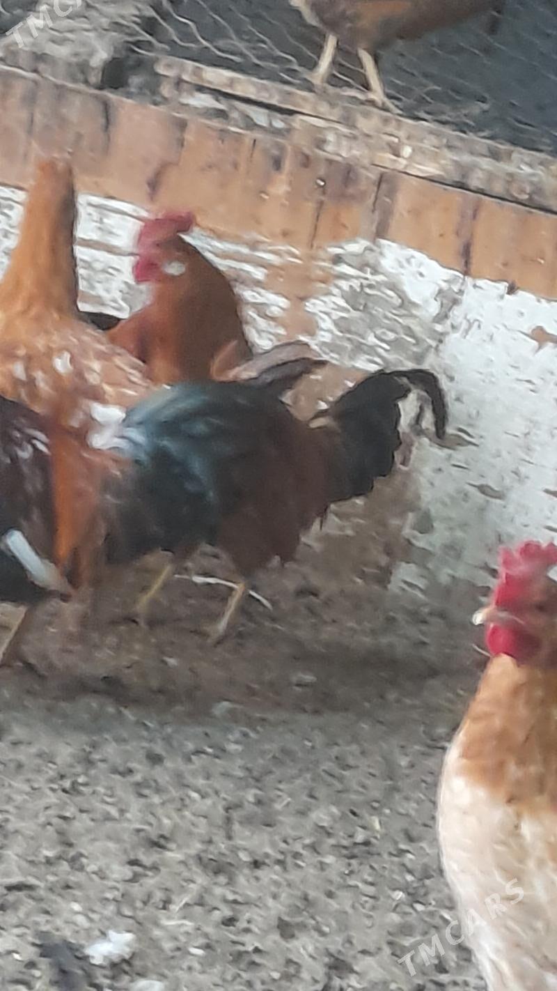 Horaz - Gökdepe - img 1