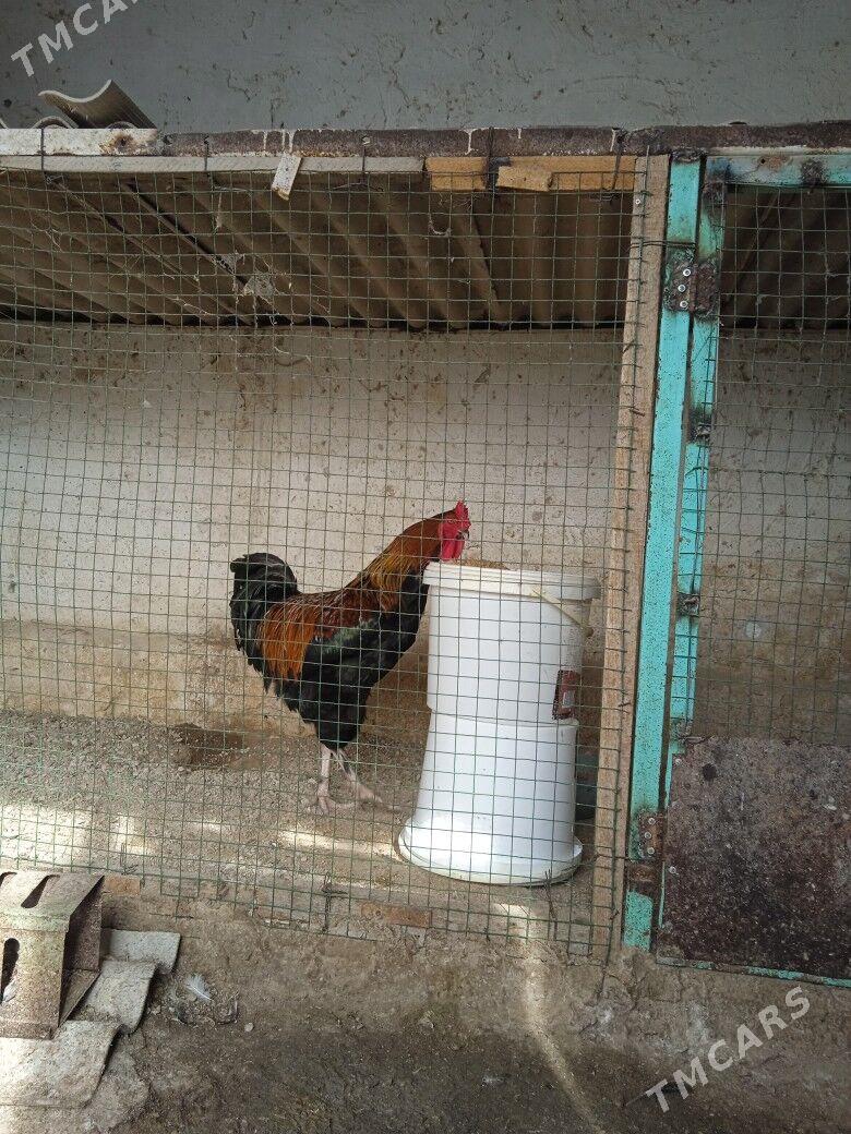 uly ýaş horaz - Балканабат - img 1