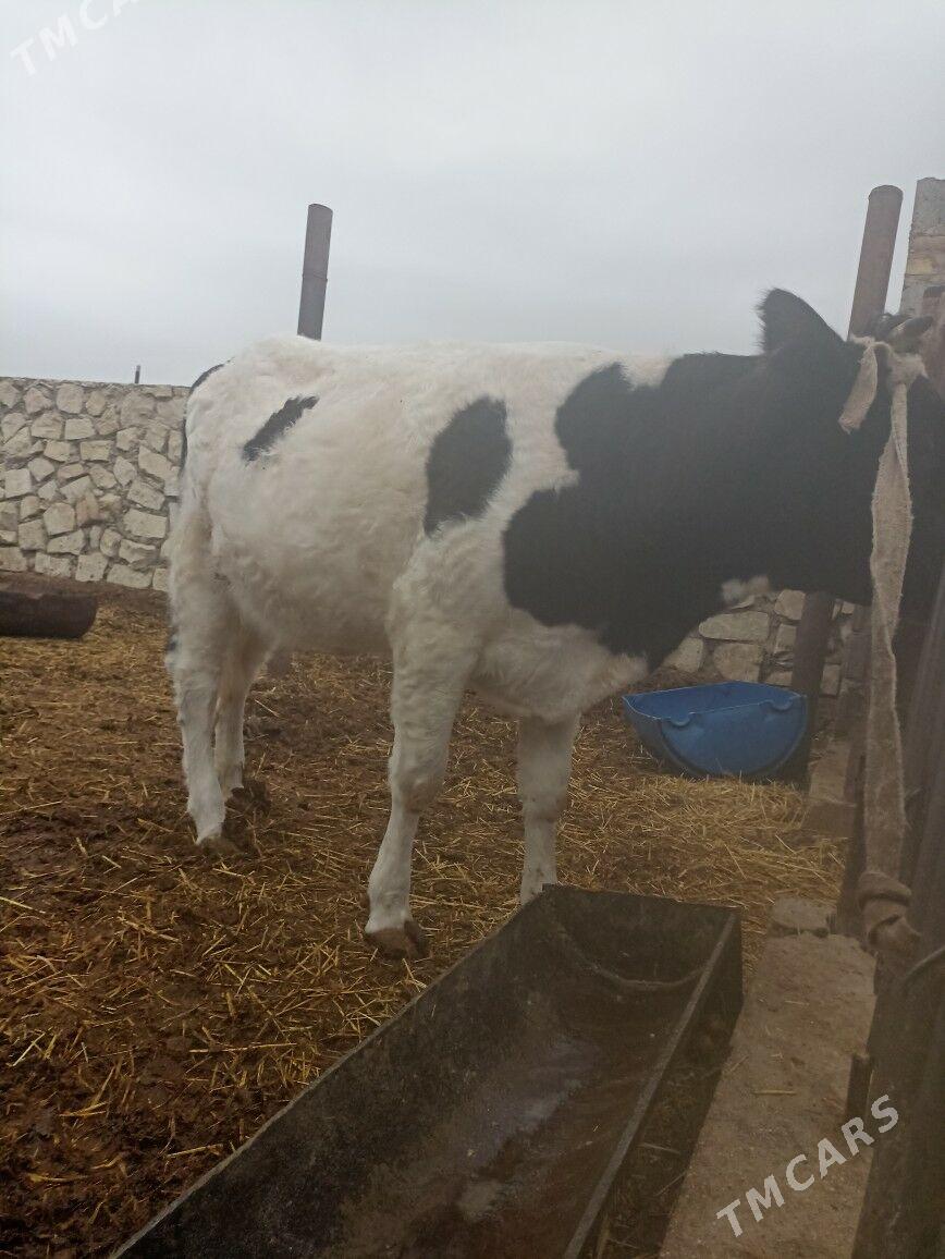 Sygyr - Балканабат - img 1