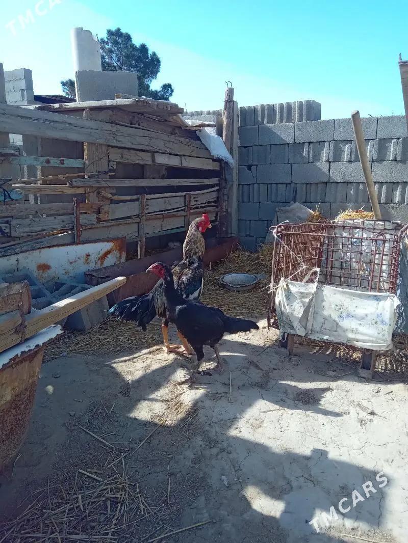 Taskent - Büzmeýin - img 1