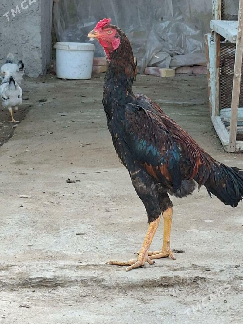 horaz - Büzmeýin - img 1