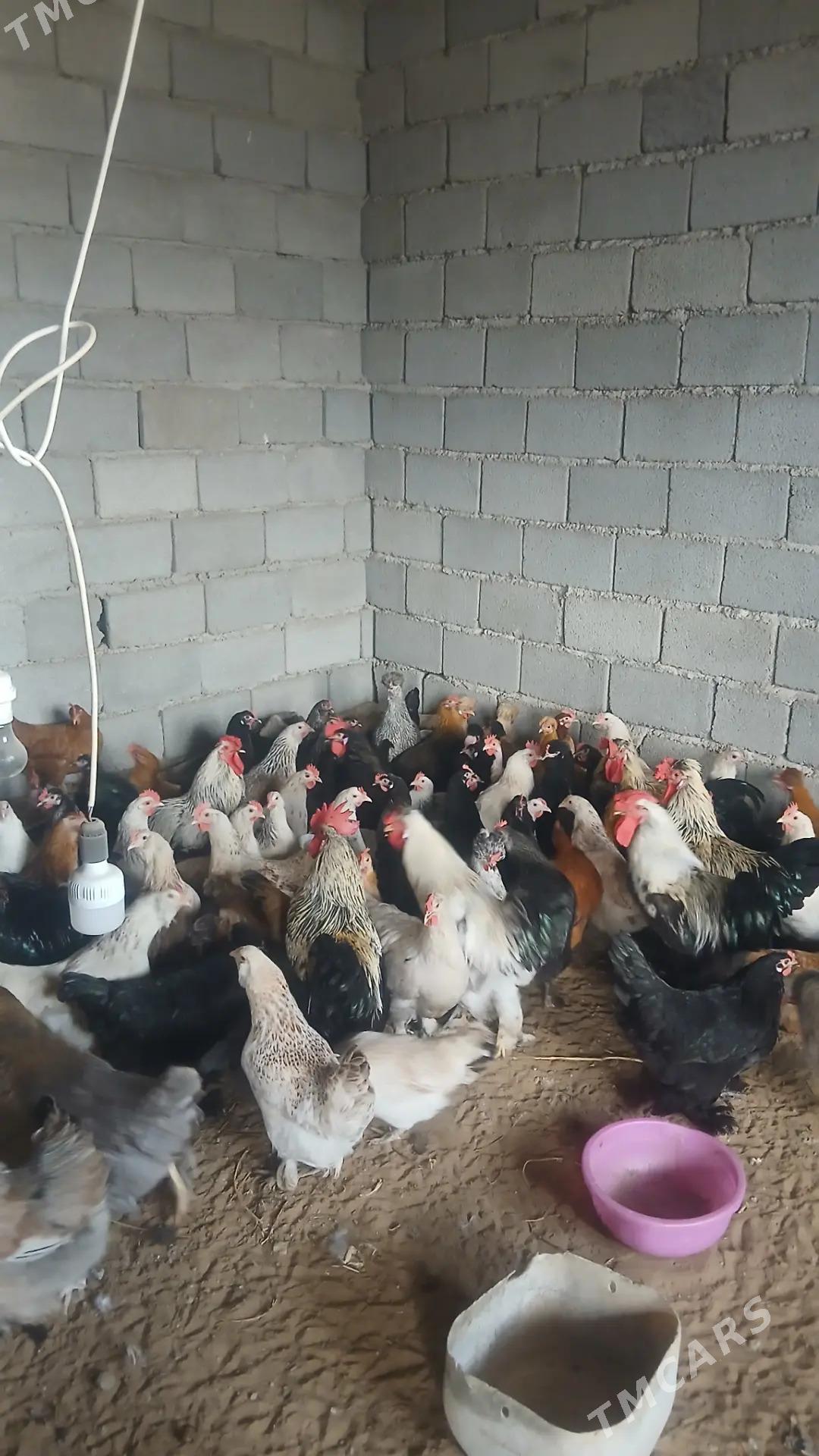 Towuk - Ак-Бугдайский этрап - img 1