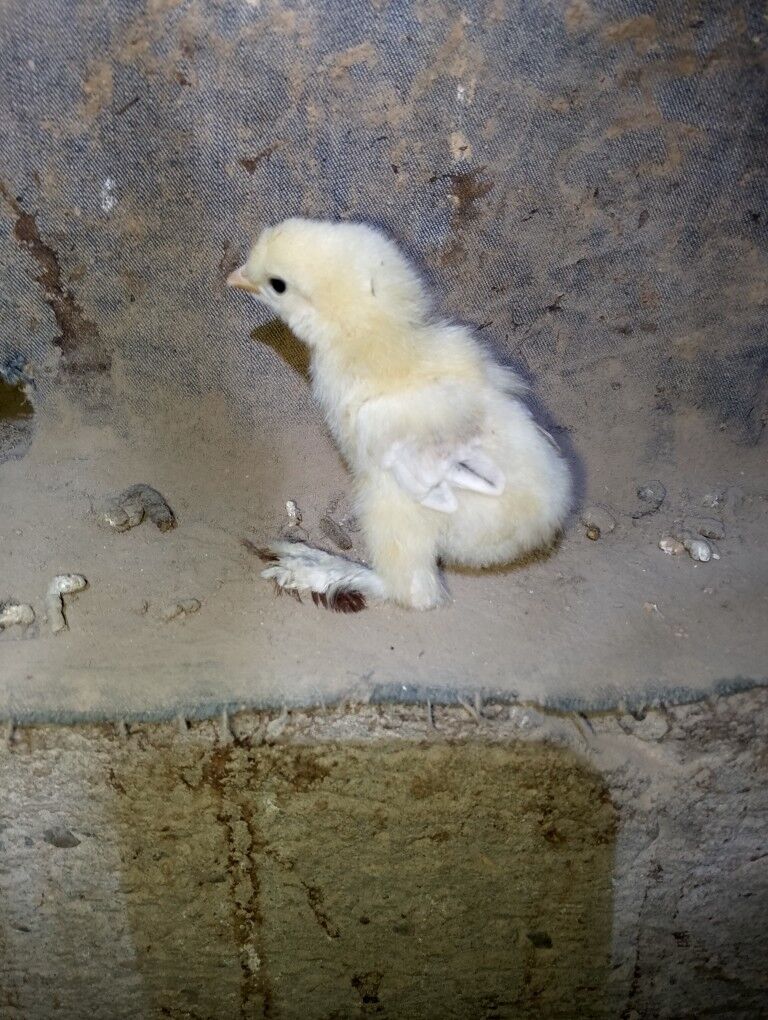 Gigant. Broller - Çärjew - img 1