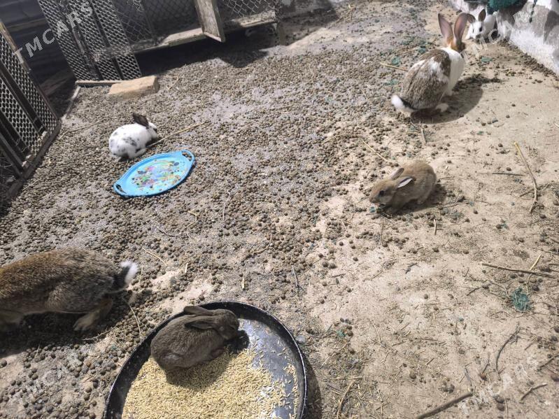 Towşan - Kaka - img 1