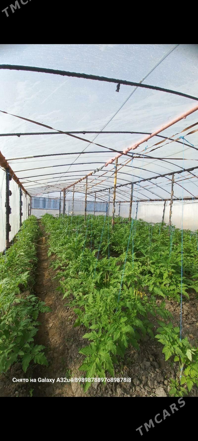 parnik - Mary - img 1