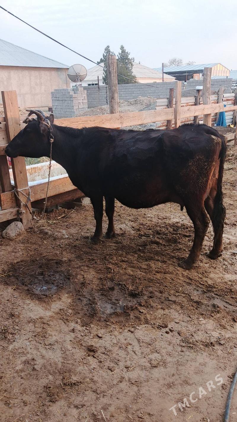 Sygyr - Гёкдепе - img 1