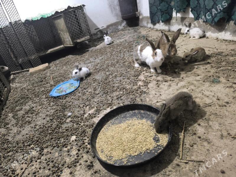 towsan - Kaka - img 1