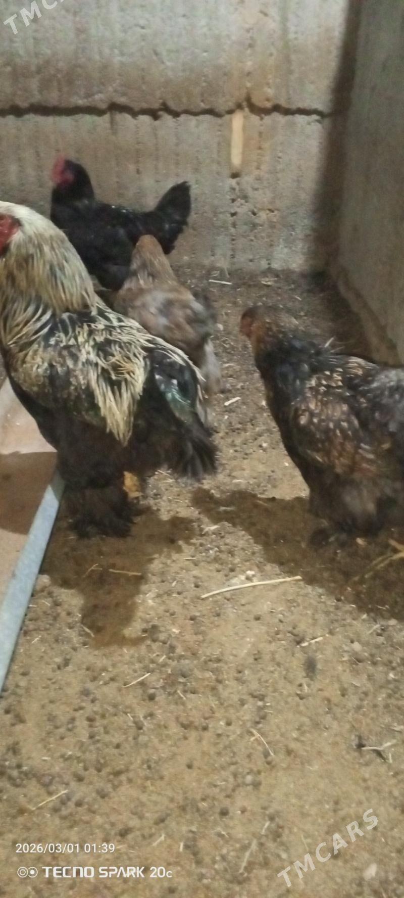 Towuk - Büzmeýin - img 1