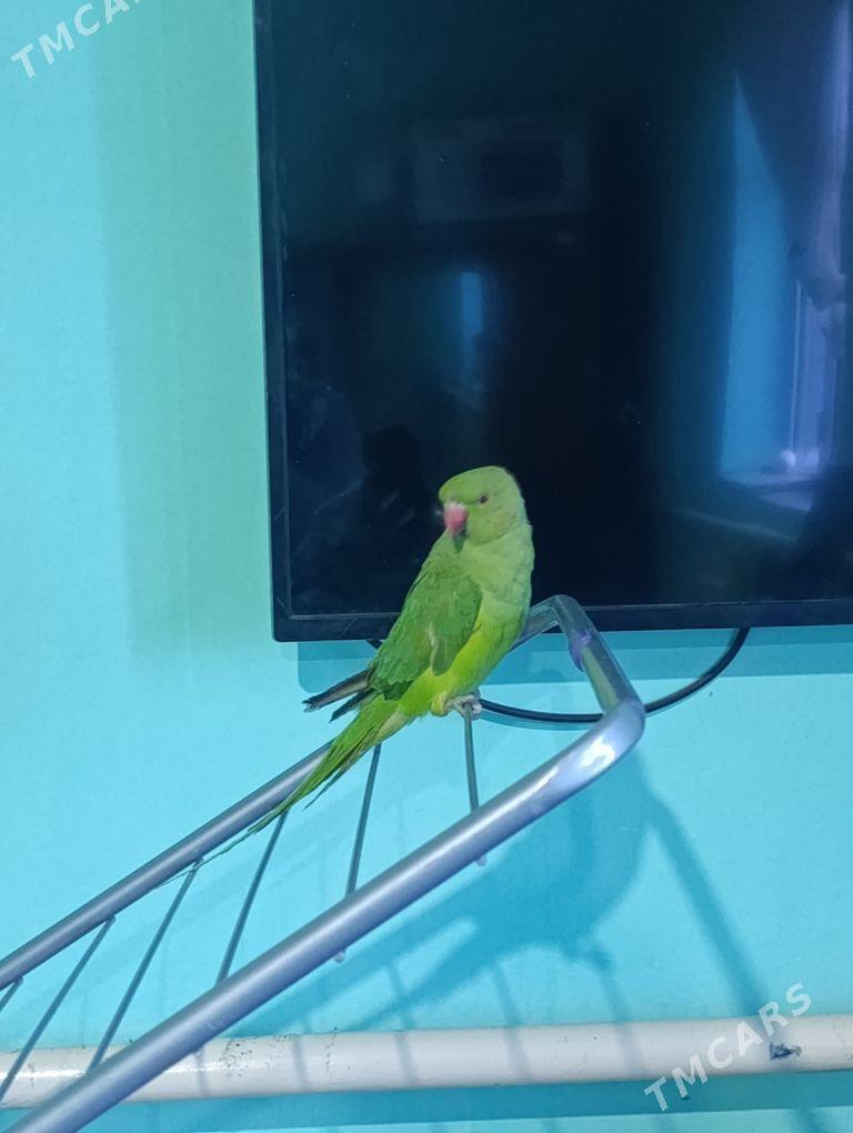 Amzon papugay - Köneürgenç - img 1